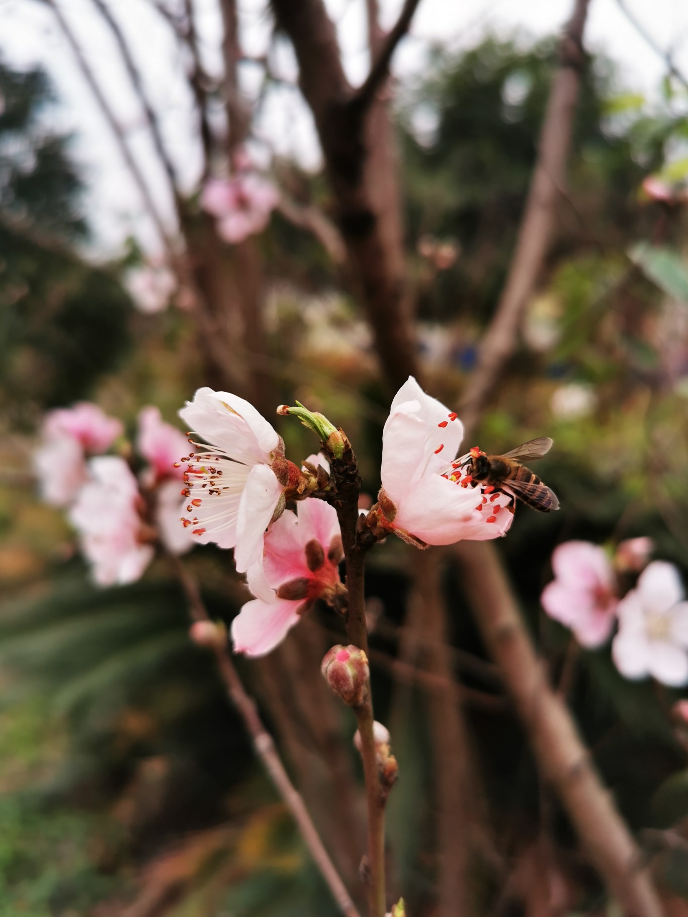 桃花,花儿,春天,唯美