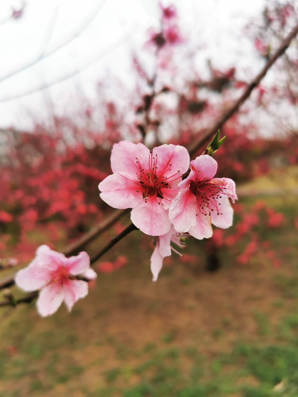 桃花,春天,自然,花朵,美丽,绿叶,花卉