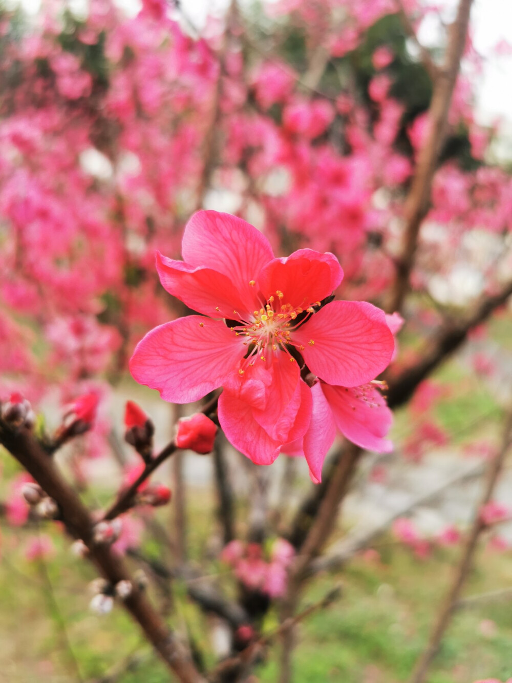 桃花,春天,自然,花朵,美丽,绿叶,花卉