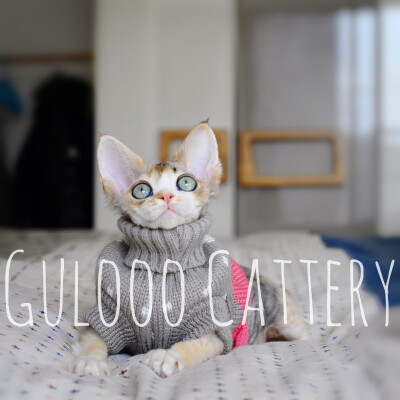 德文卷毛猫gulooo