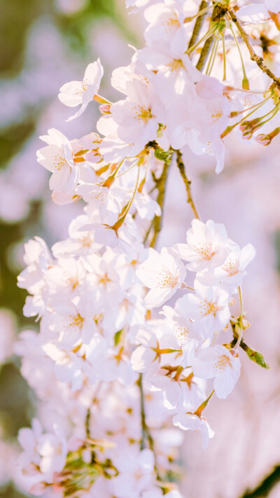 樱花壁纸