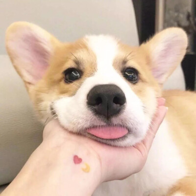 萌宠头像