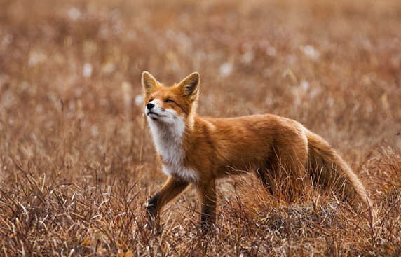 漂亮的红狐狸
