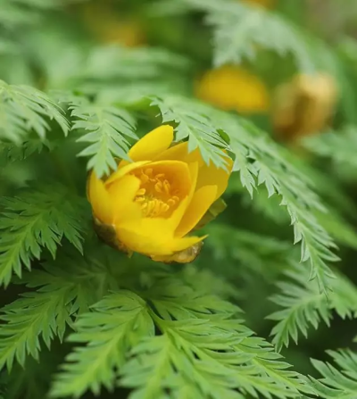 侧金盏花是毛茛科的植物,常常探雪而放,所以在当地也叫「冰凌花」或