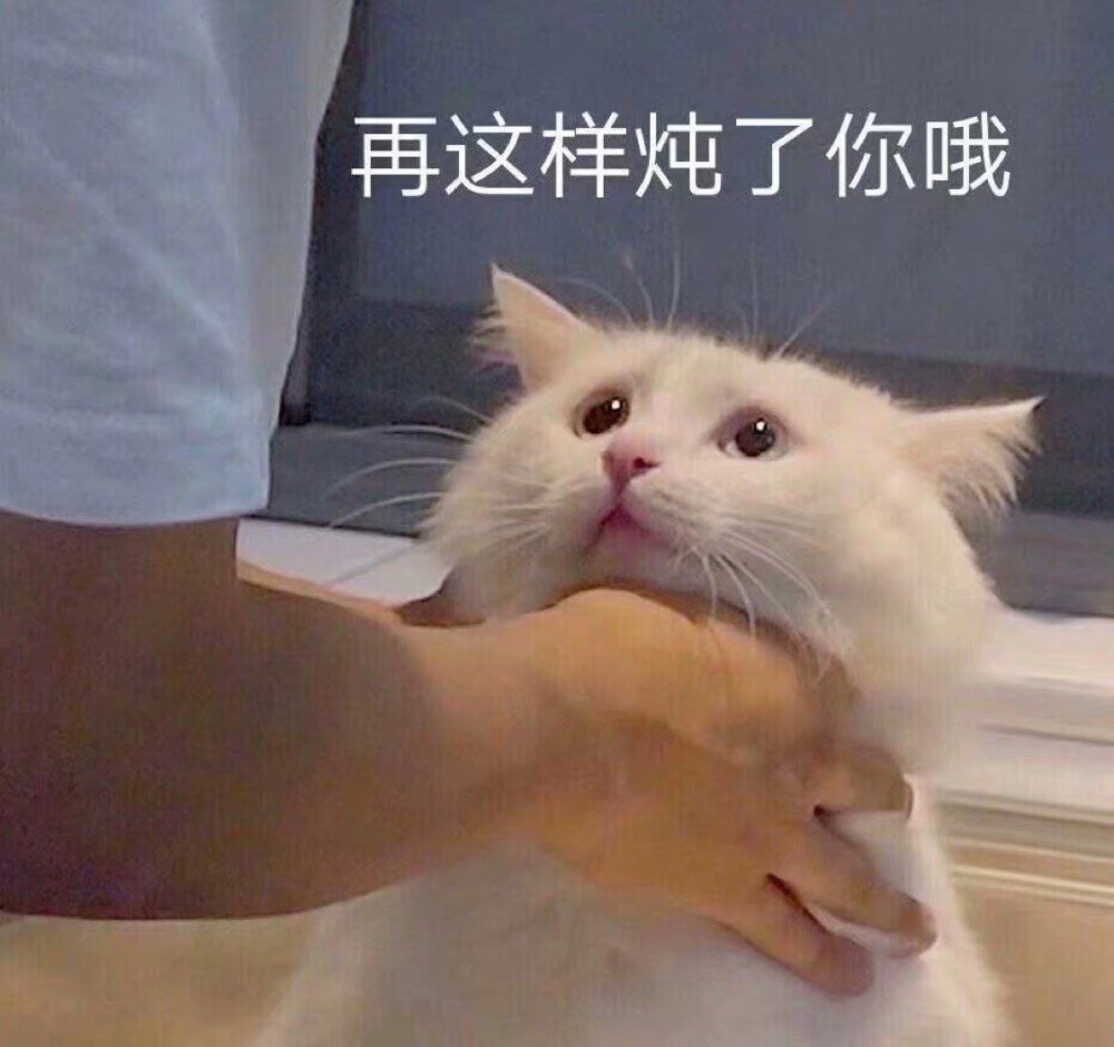 猫咪表情包