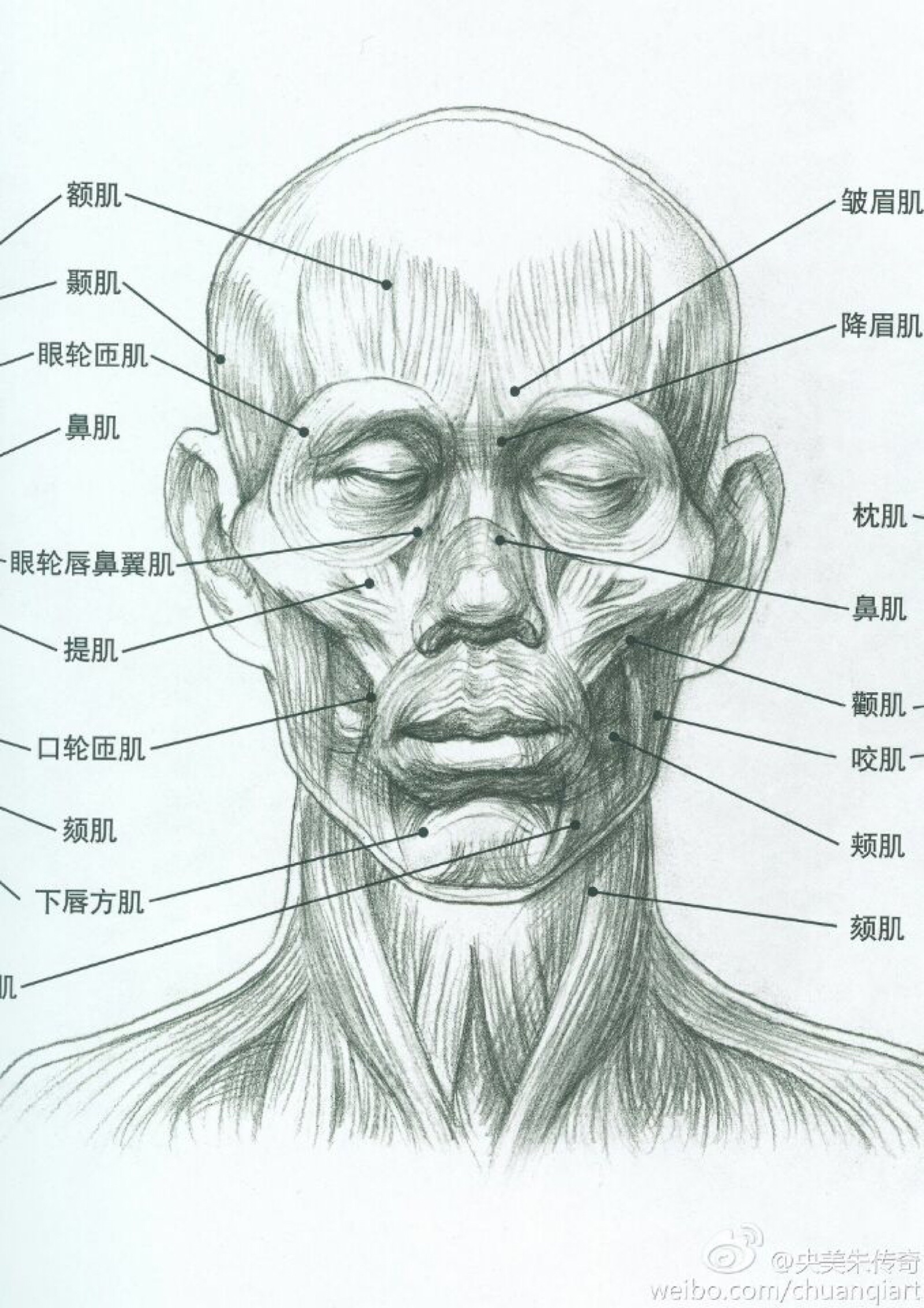 面部表情肌解剖示意图-人体解剖图,_医学图库
