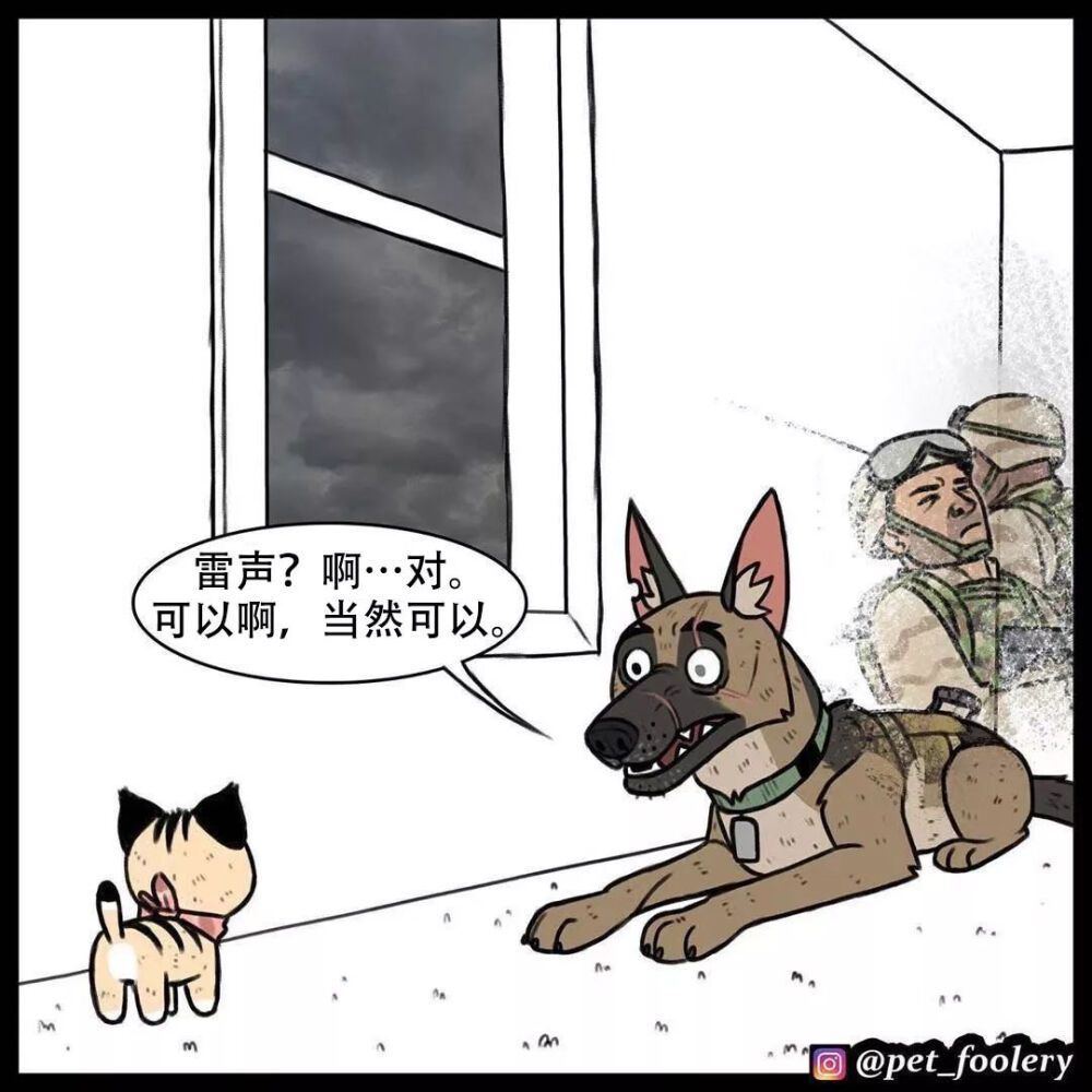 退役军犬和小萌猫的日常