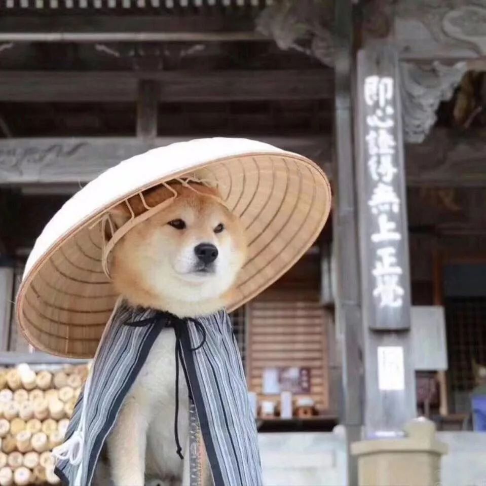 宝藏头像 柴犬