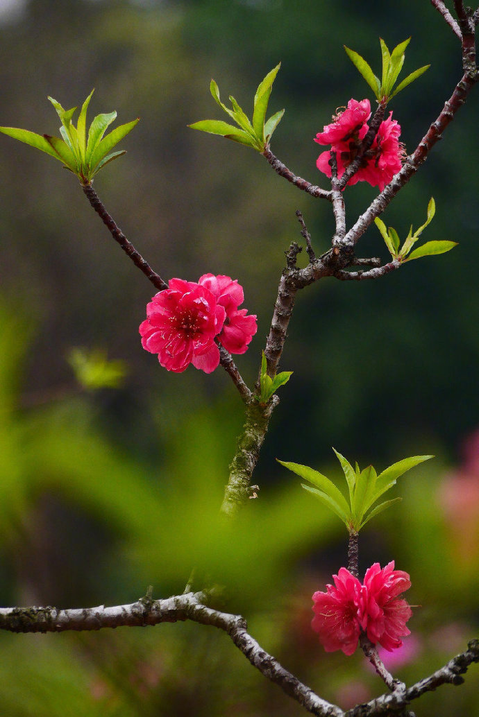 今日小园中,桃花数树红.开君一壶酒,细酌 堆糖,美图壁纸兴趣社区