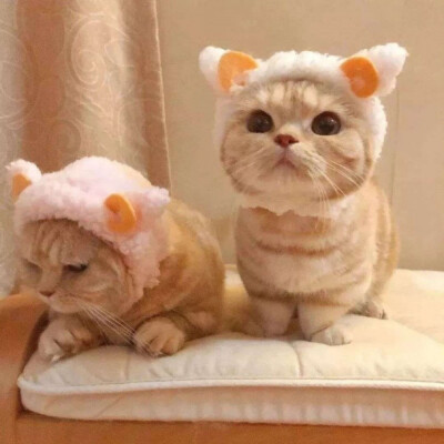 小猫咪疑问图片