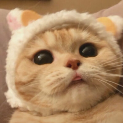 可爱小猫咪 头像图片来源网络