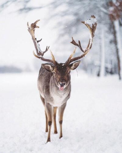 雪鹿