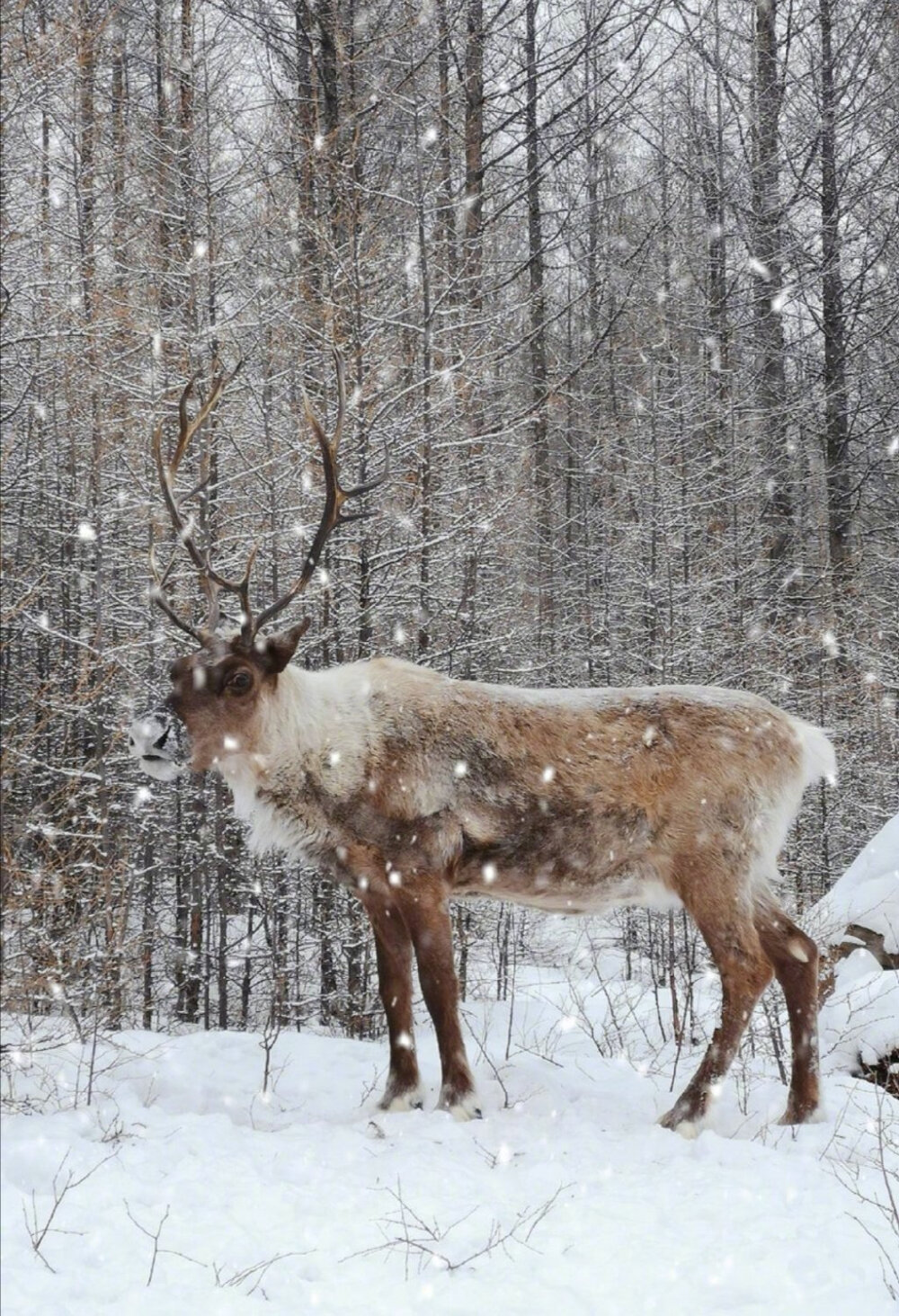 雪鹿