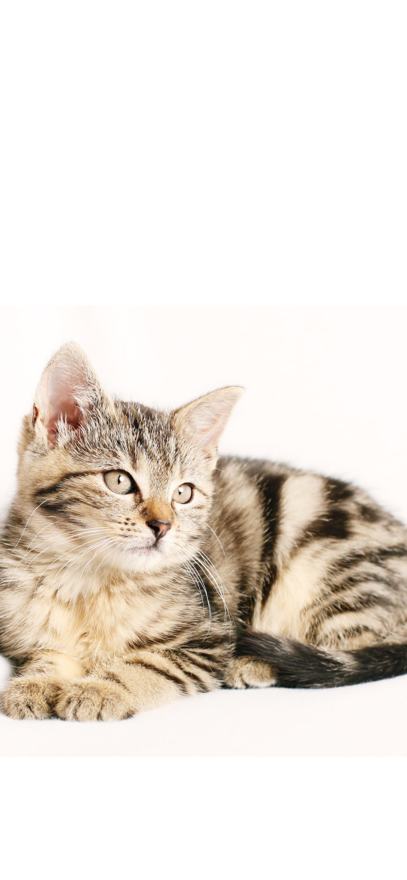 猫咪高清手机壁纸