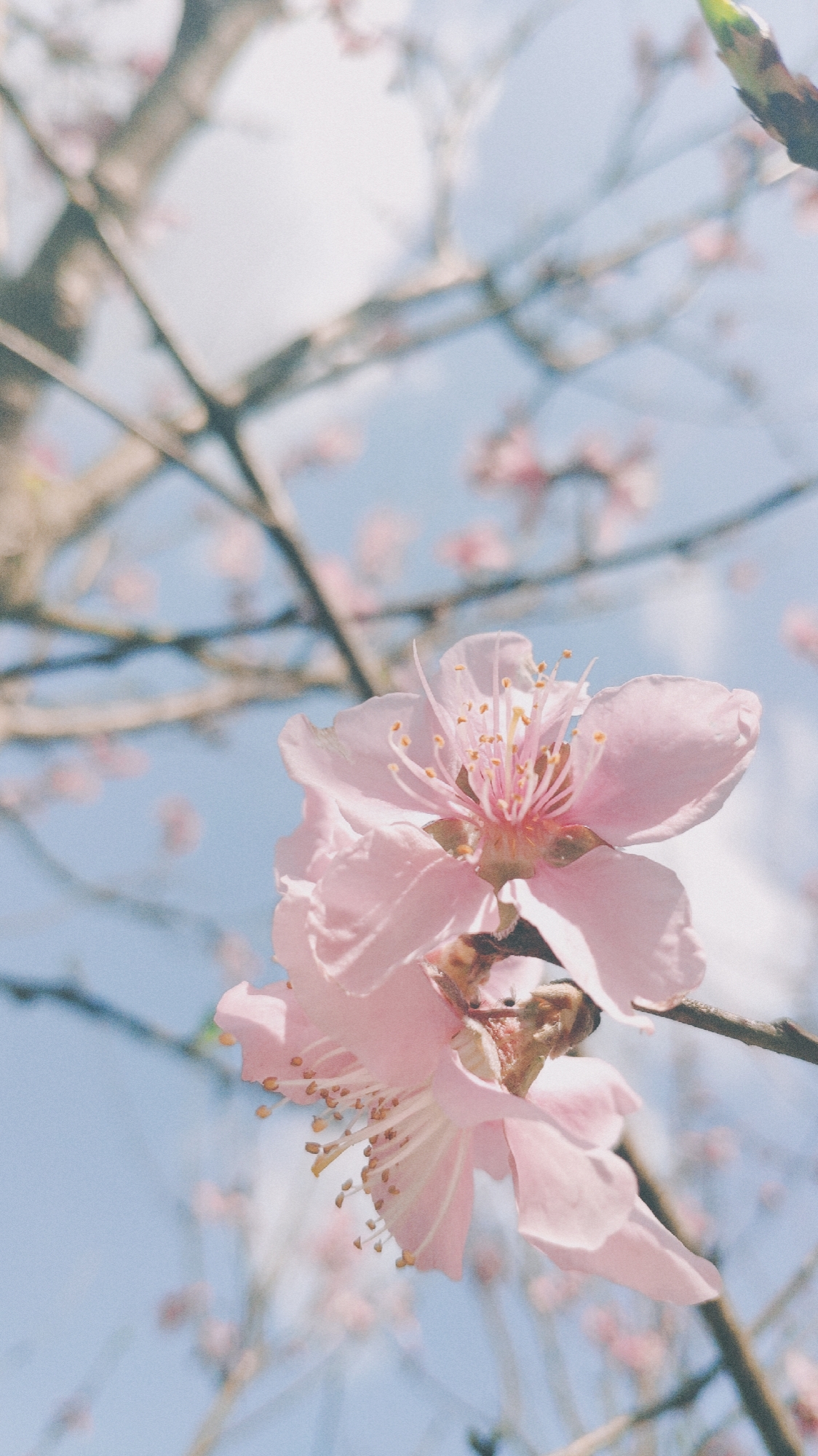 招桃花(个人喜欢) - 堆糖,美图壁纸兴趣社区