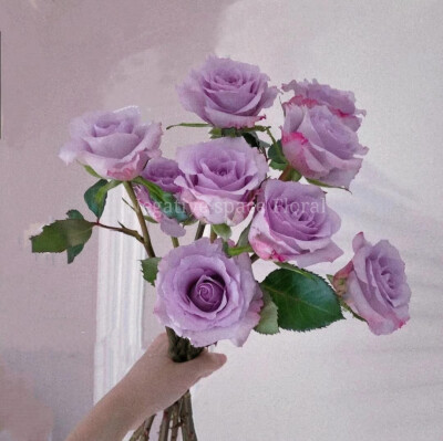 海洋之歌又叫紫玫瑰,花语为永恒爱情的守护,花朵娇小,花瓣倒卵形,重瓣