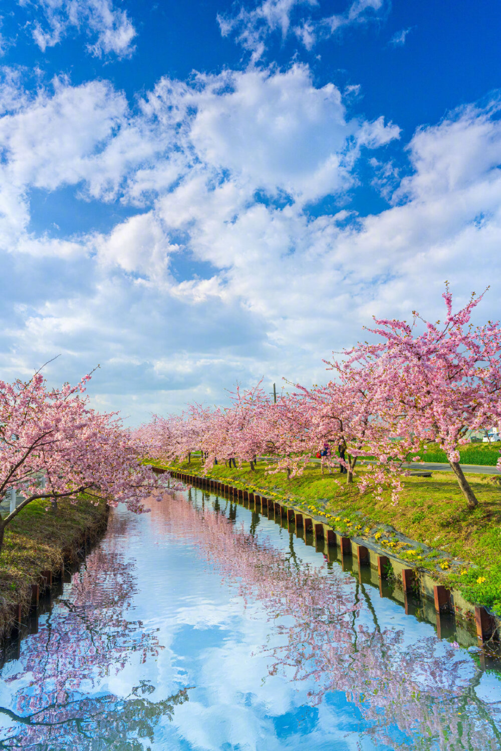 三重松阪市笠松河津樱ロード的樱花美景(拍摄:ふがまるちゃん)