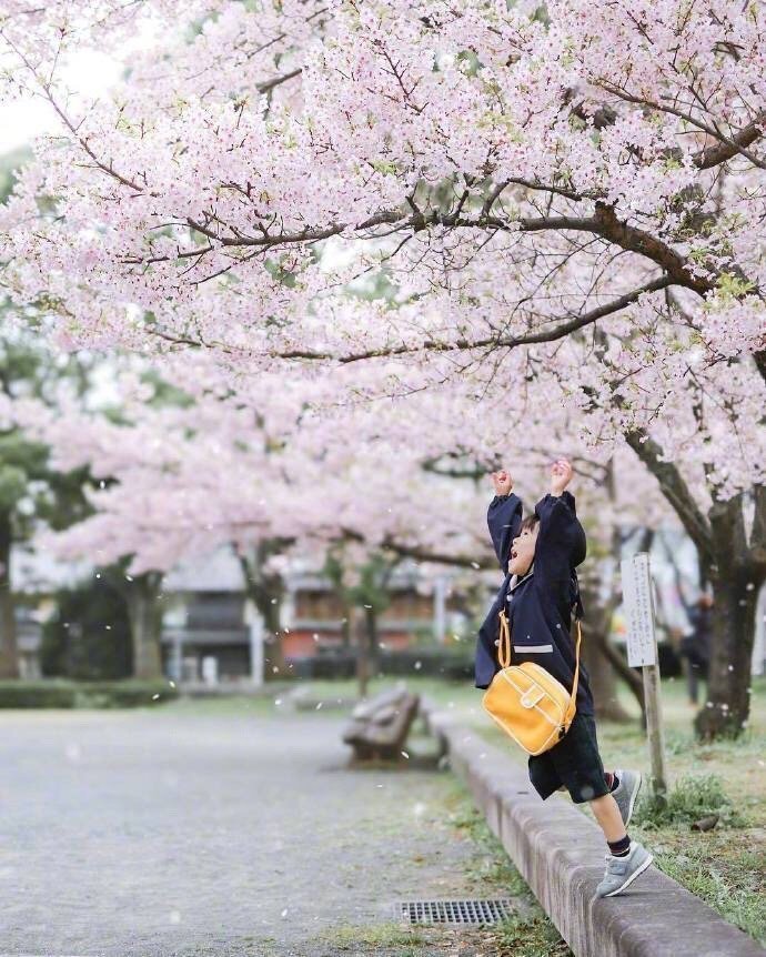 日本摄影师拍摄樱花树下的小孩真的太治愈了!