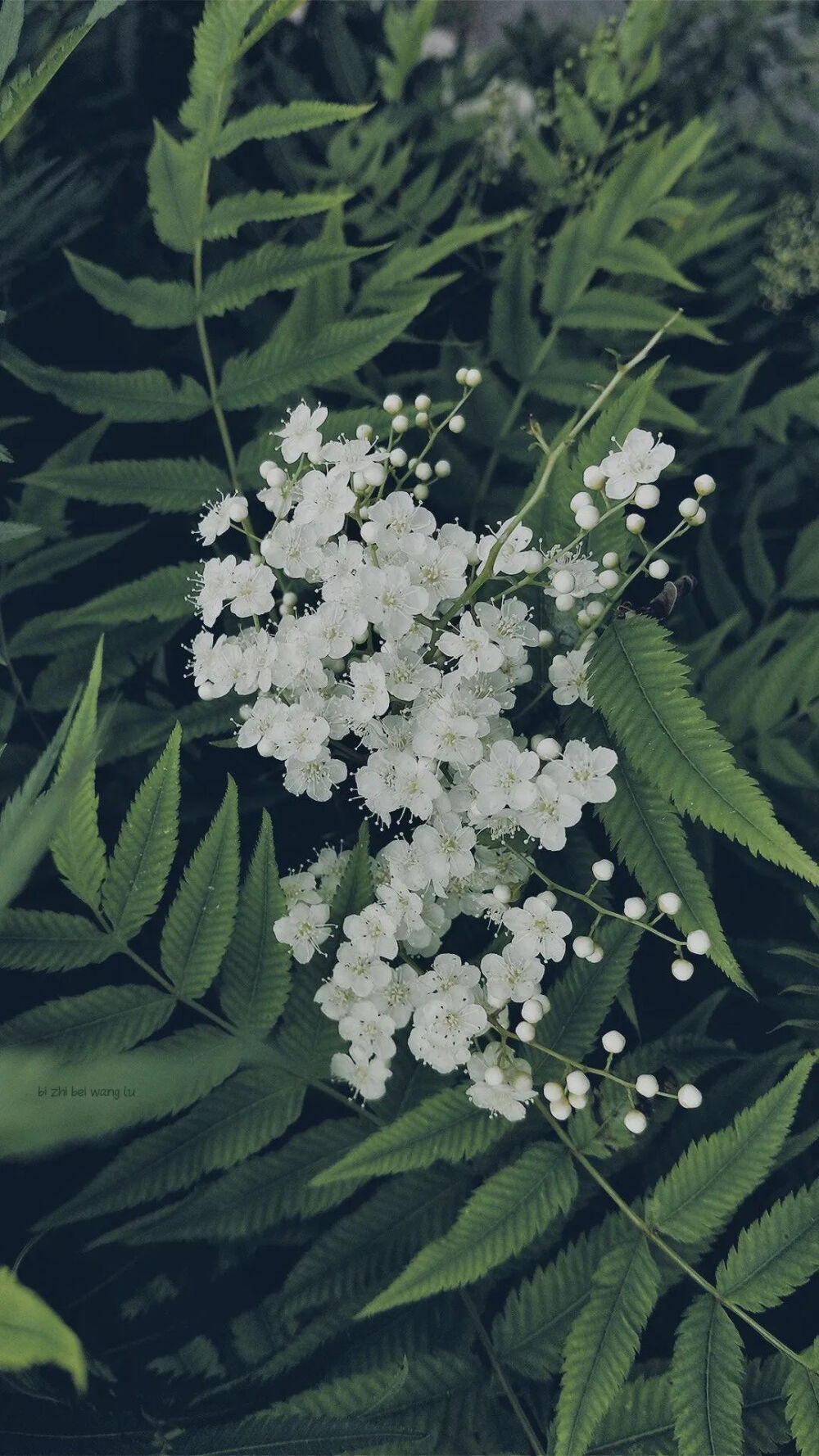 花朵壁纸 堆糖,美图壁纸兴趣社区