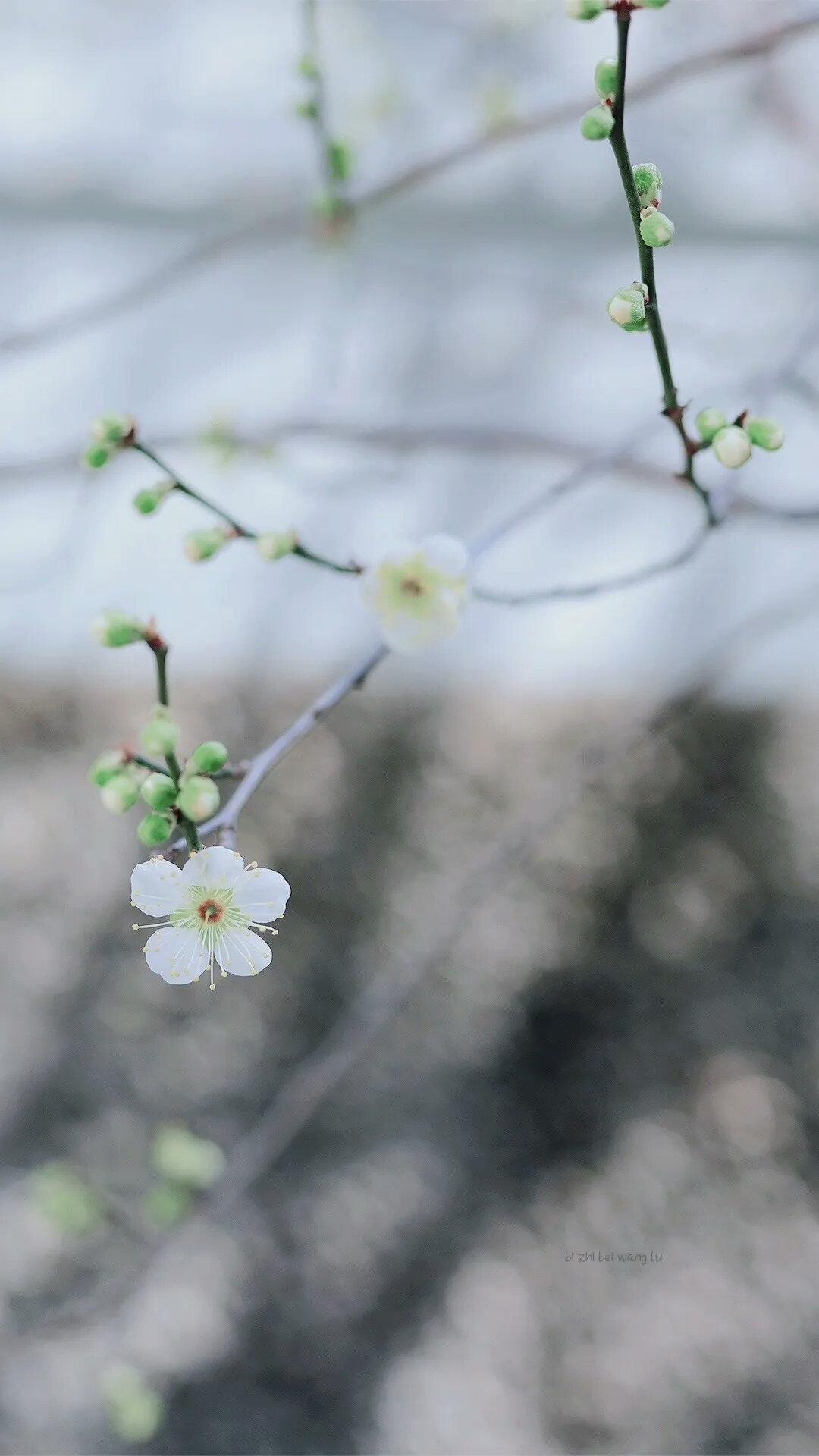 花朵壁纸