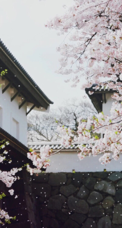 日系动漫壁纸樱花