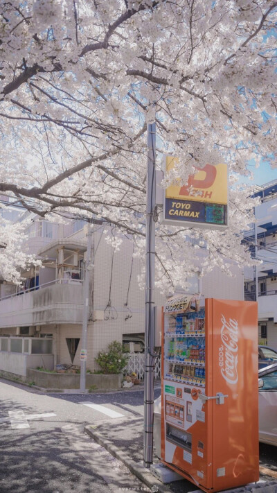 日系动漫壁纸樱花