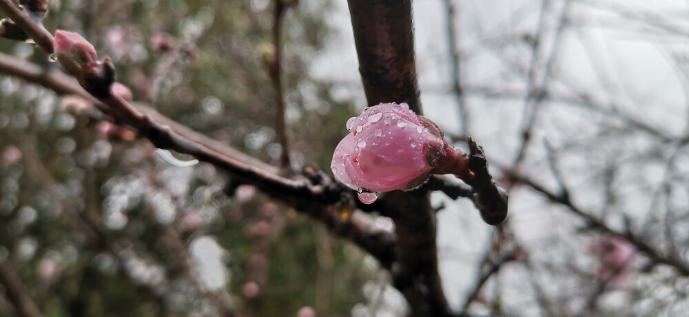 桃花迎着春风慢慢长开,一场春雨来临,让桃花得以滋润,雨滴挂在桃花上