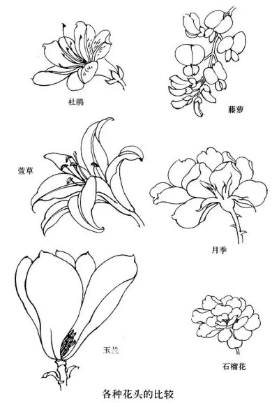 工笔画白描--花卉