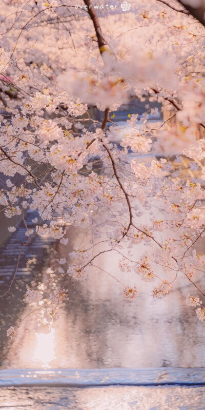 小清新壁纸可爱樱花