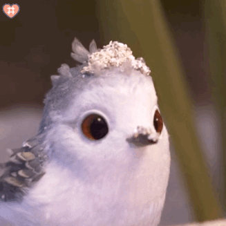 【原创】可爱小鸟表情包动图