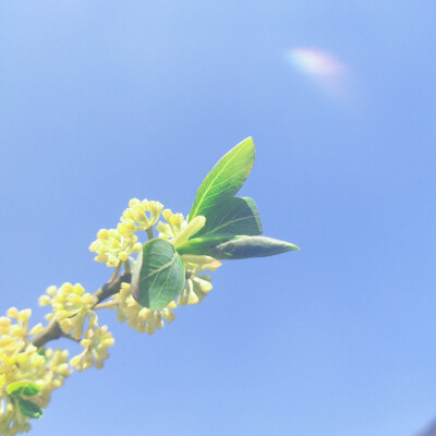 蓝蓝的天空,精致的花朵