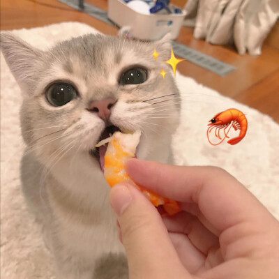 猫咪可爱头像