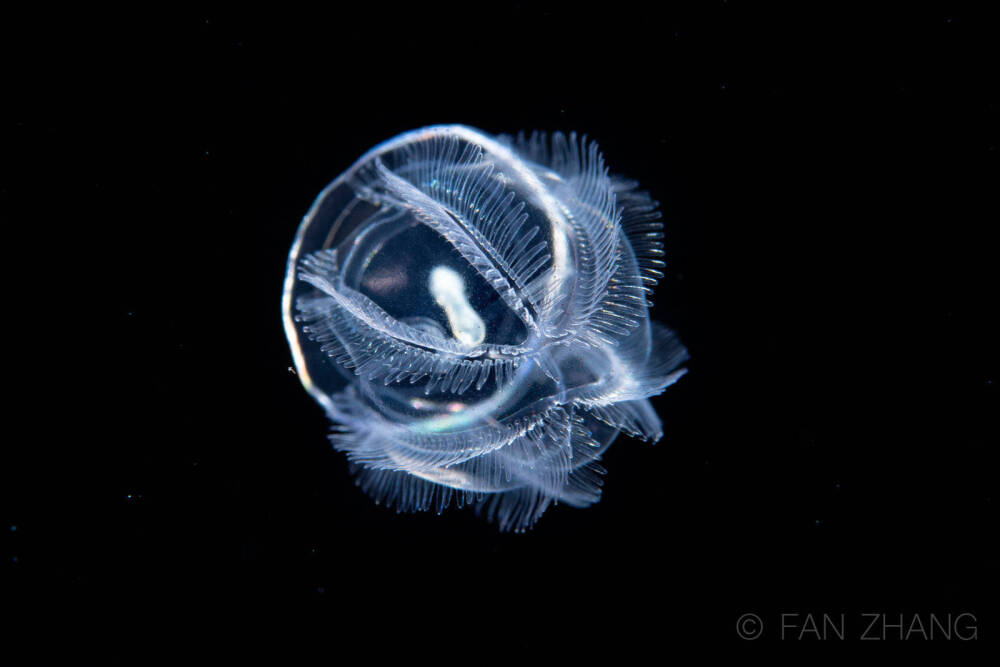 浮游生物博主张帆