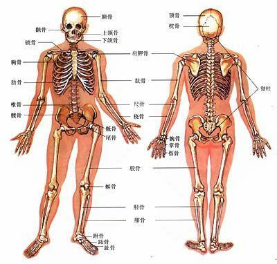 人体骨架 人体结构 绘画比例