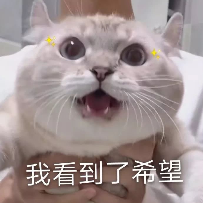 猫咪表情包,可爱动物表情包