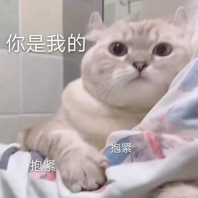 猫咪表情包,可爱动物表情包