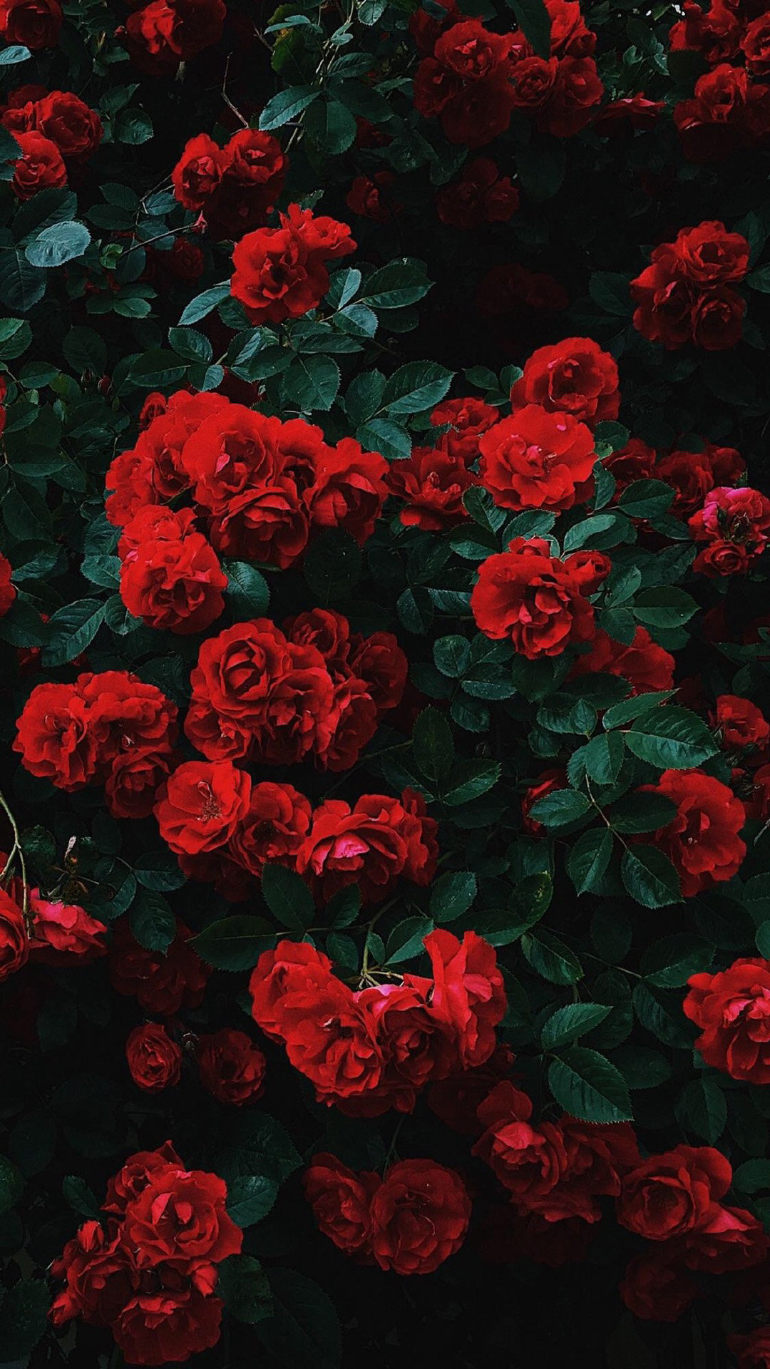 壁纸 一朵红玫瑰，黑色背景 2560x1600 HD 高清壁纸, 图片, 照片