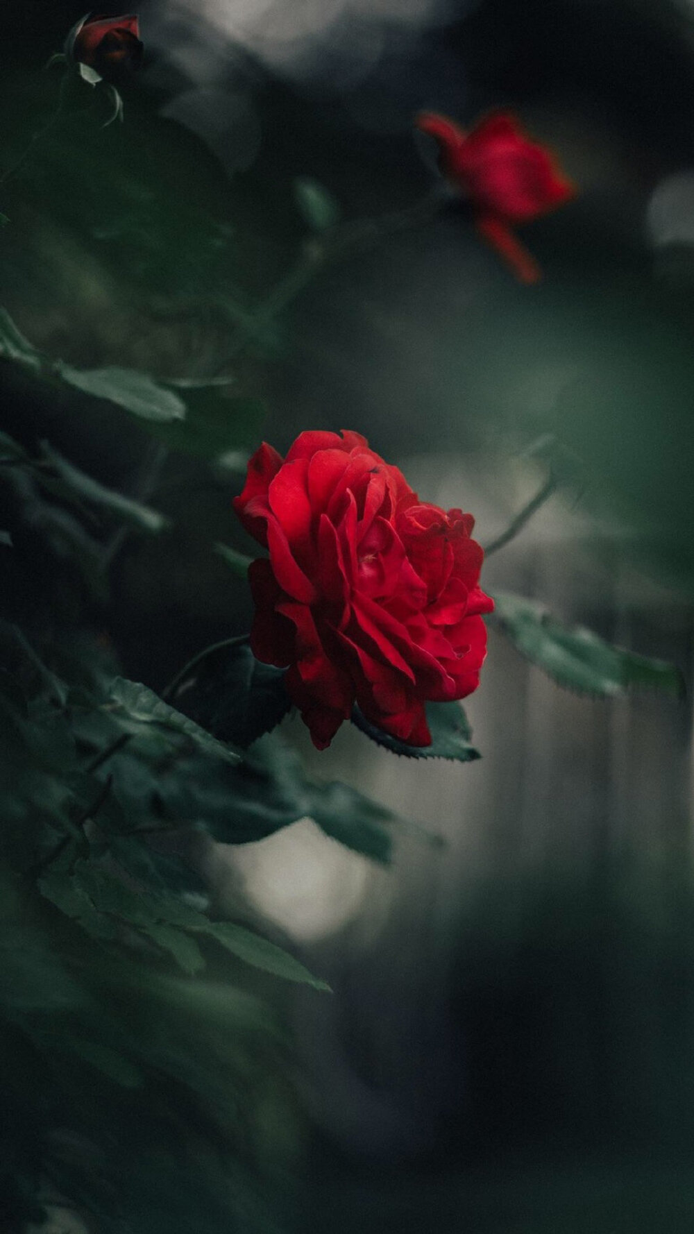 娇艳红玫瑰唯美高清手机壁纸