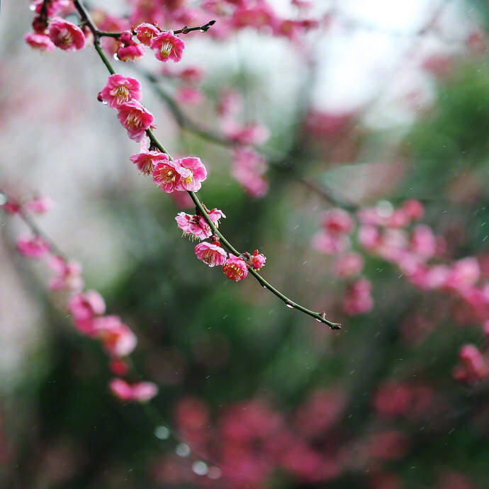 春风细雨花痕香