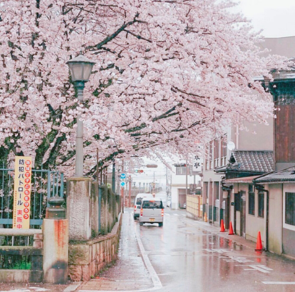 樱花落下时|背景图 朋友圈背景