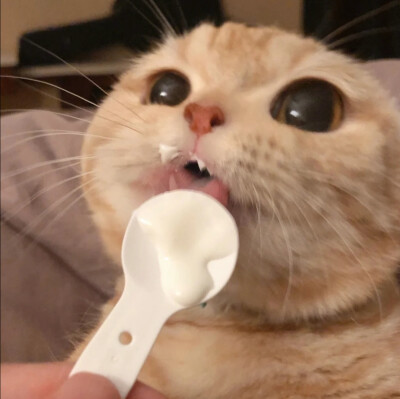 小动物可爱头像