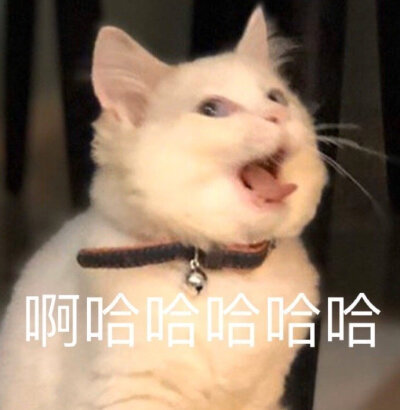 猫狗表情包 沙雕