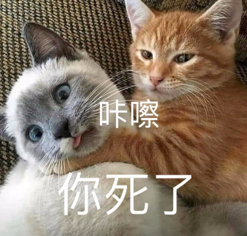 猫狗表情包