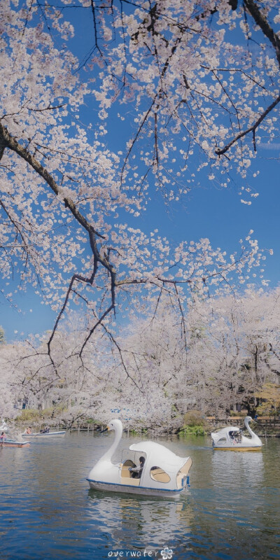 绝美樱花篇