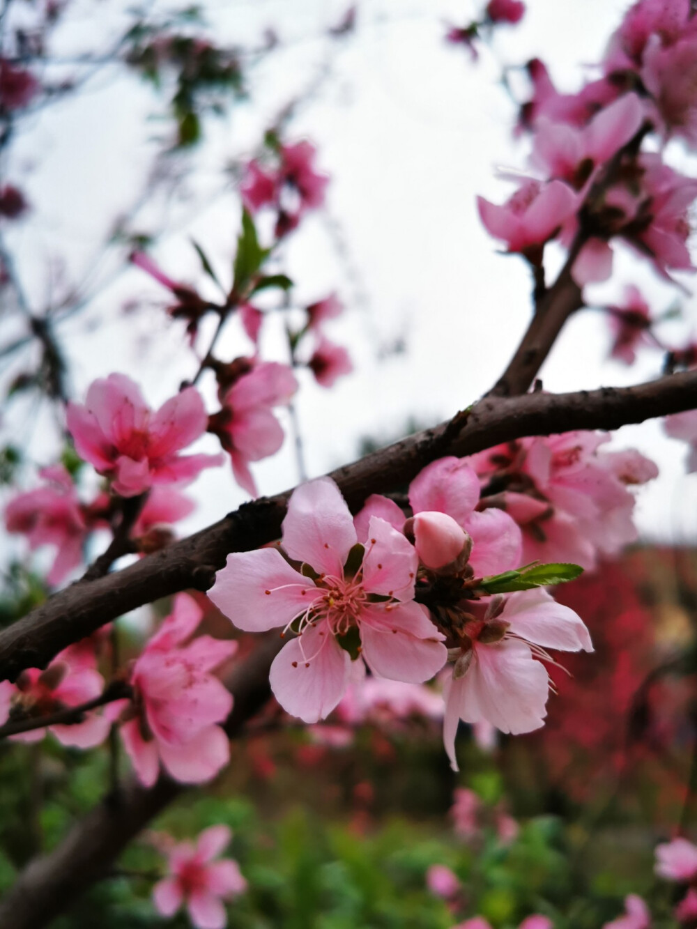 桃花,春天,景色,唯美,暖春,花开