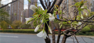 武汉大学的樱花大道