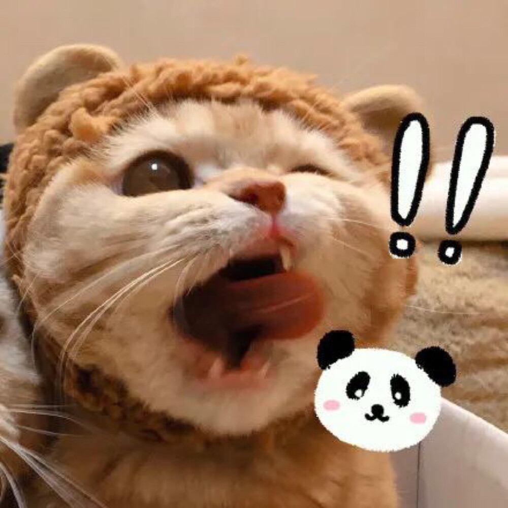 情侣头像#情头#头像#猫咪#喵星人#可爱#萌宠