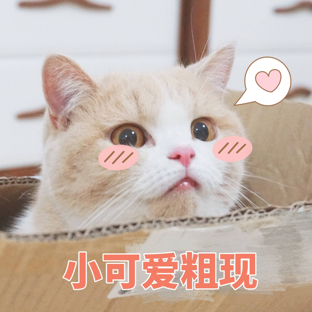 猫咪表情包 可爱