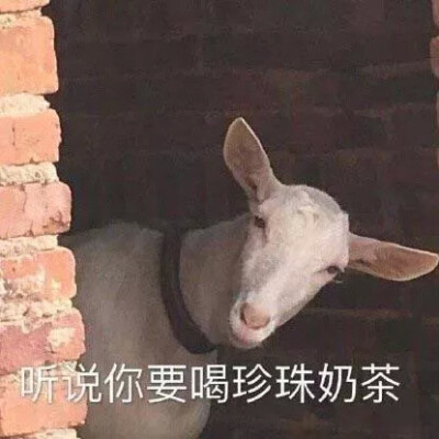 表情包