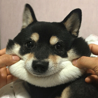 ins头像情侣